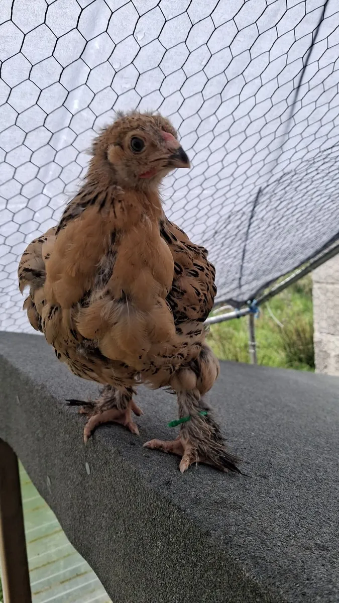 6-8 weeks old Cockerels - Image 2