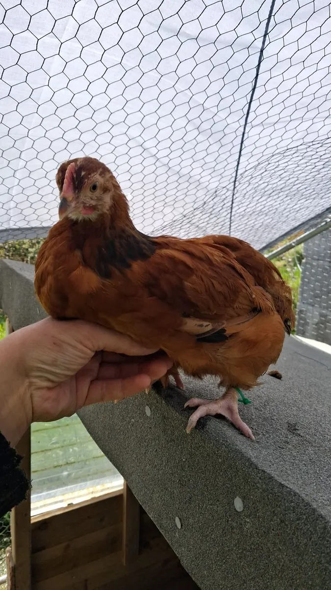 6-8 weeks old Cockerels - Image 3