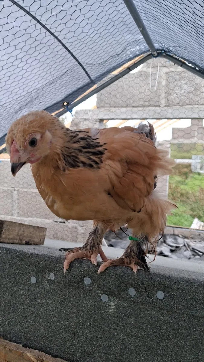 6-8 weeks old Cockerels - Image 4