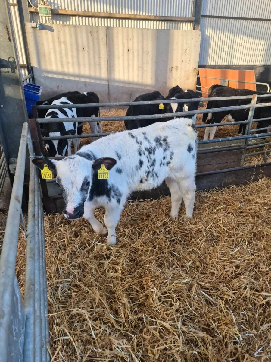 Belgian blue - Image 1