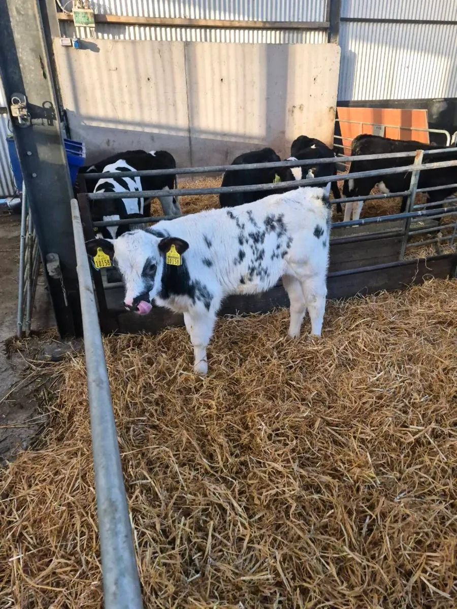 Belgian blue - Image 2