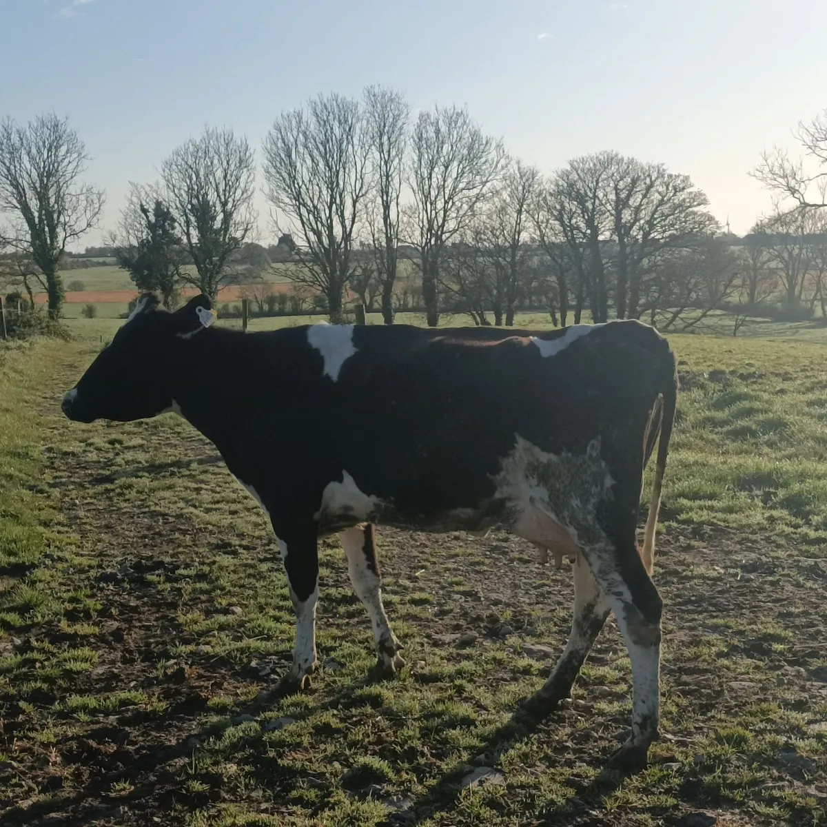 Cow for rearing calves - Image 1