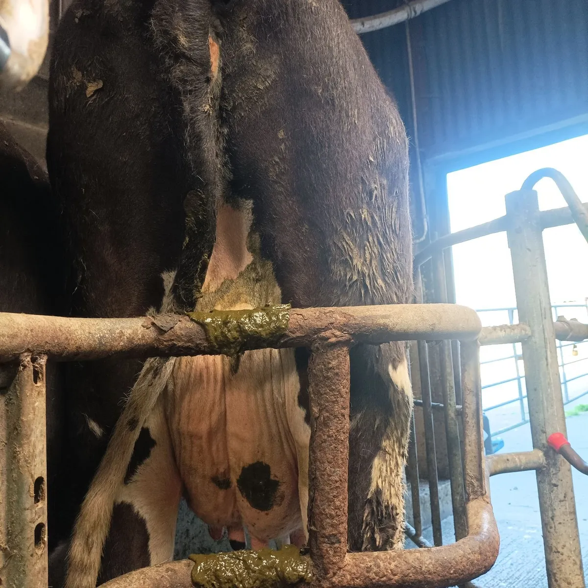 Cow for rearing calves - Image 2