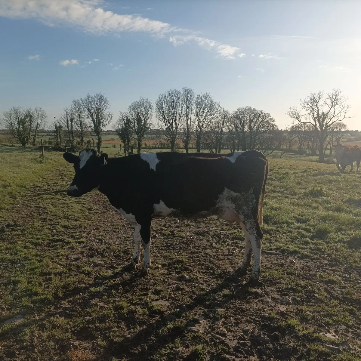 Cow for rearing calves - Image 3