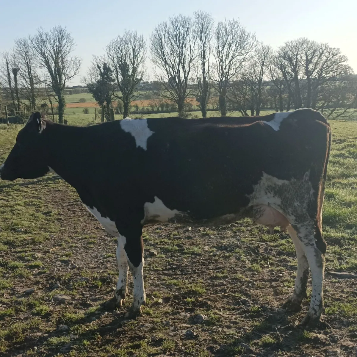 Cow for rearing calves - Image 4