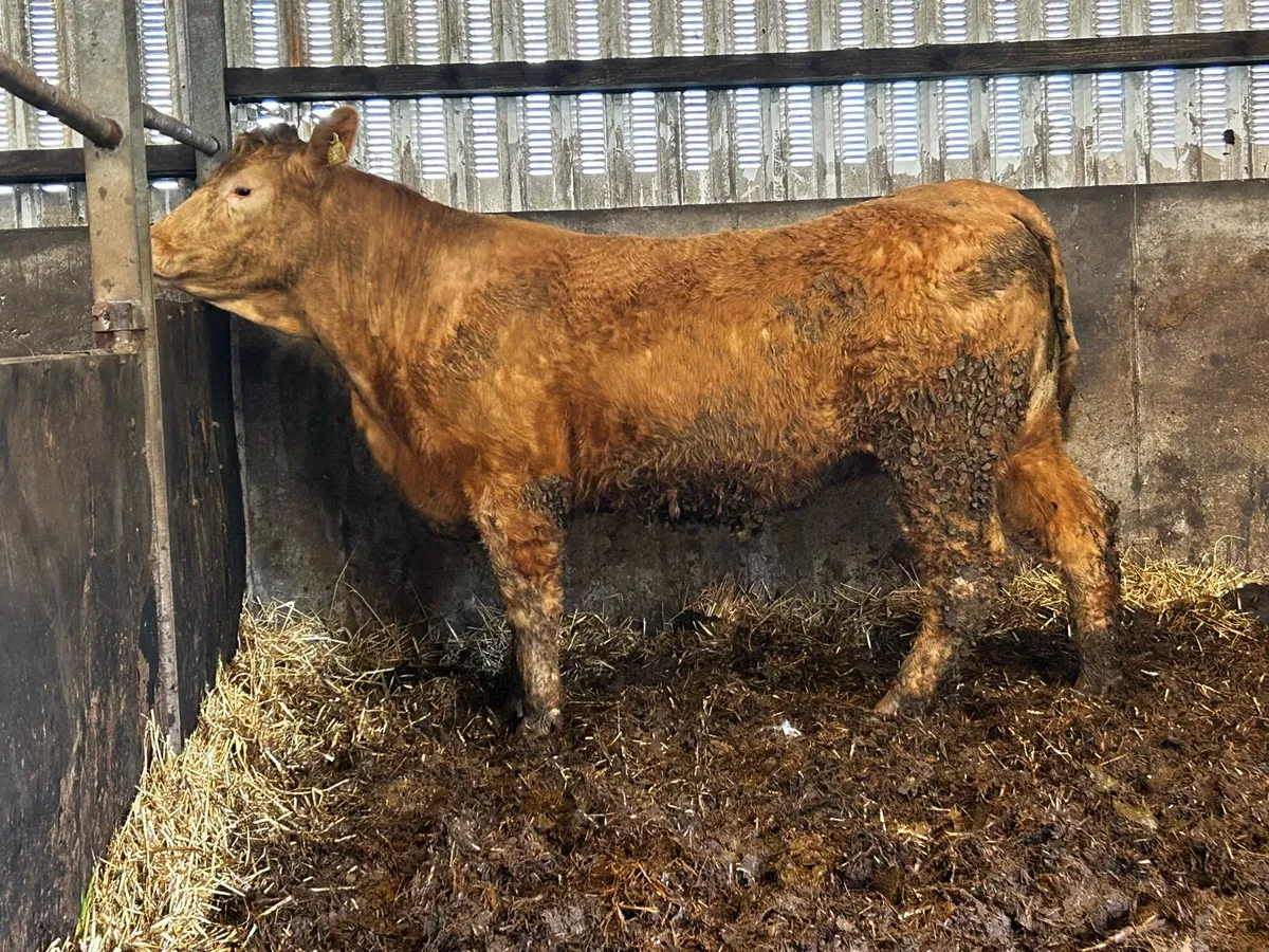Super In-Calf Charolais X Saler Heifer - Image 4