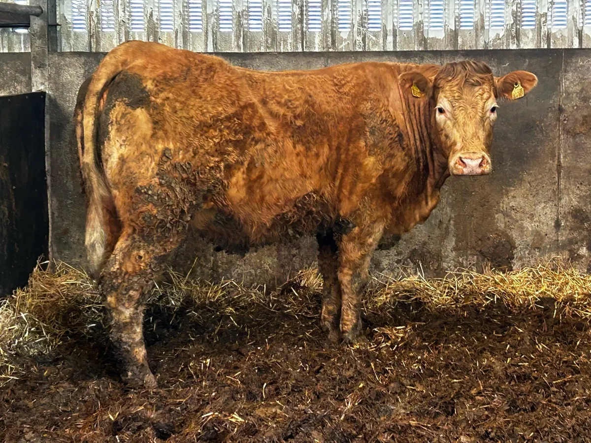 Super In-Calf Charolais X Saler Heifer - Image 1