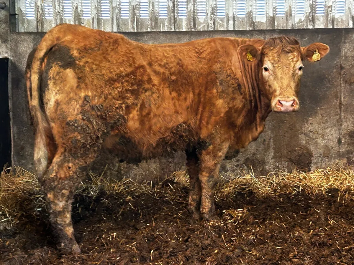 Super In-Calf Charolais X Saler Heifer - Image 2