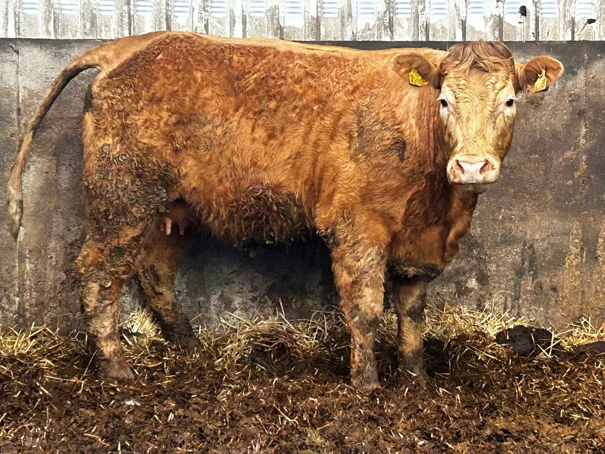 Super In-Calf Charolais X Saler Heifer - Image 3