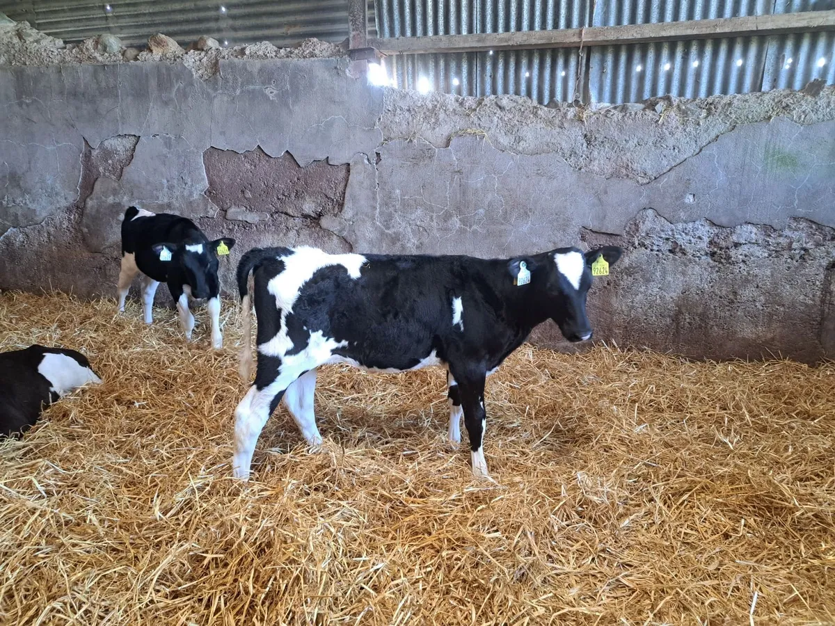 Friesian Calves - Image 2