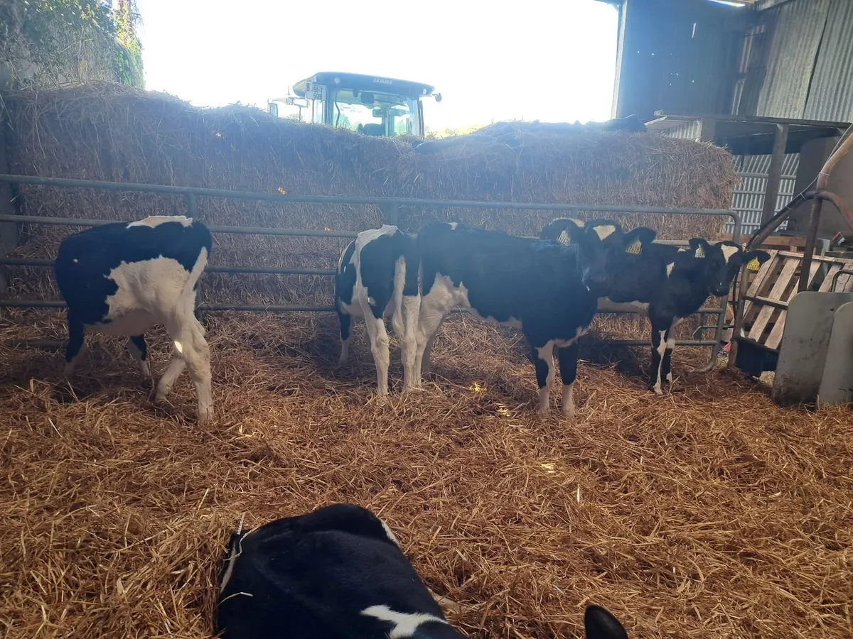Friesian Calves - Image 3