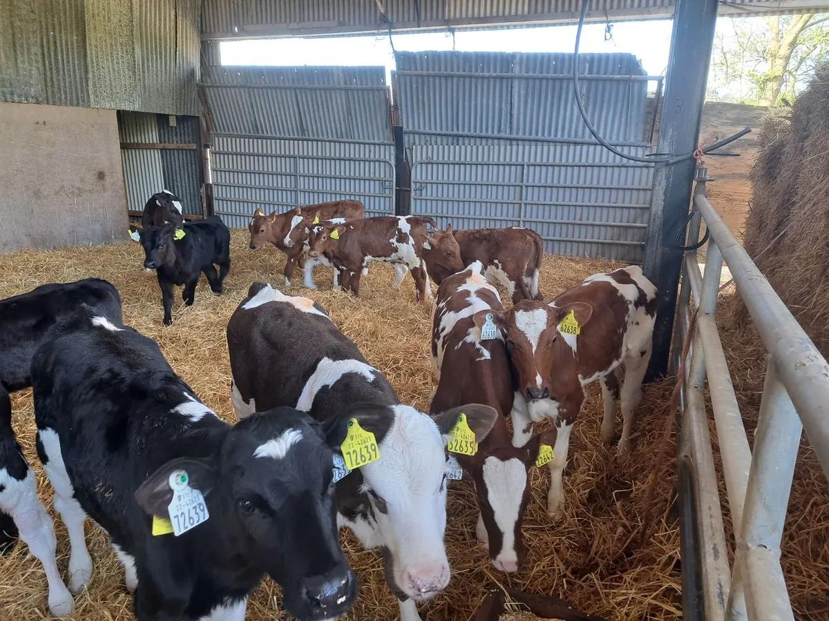 Friesian Calves - Image 1