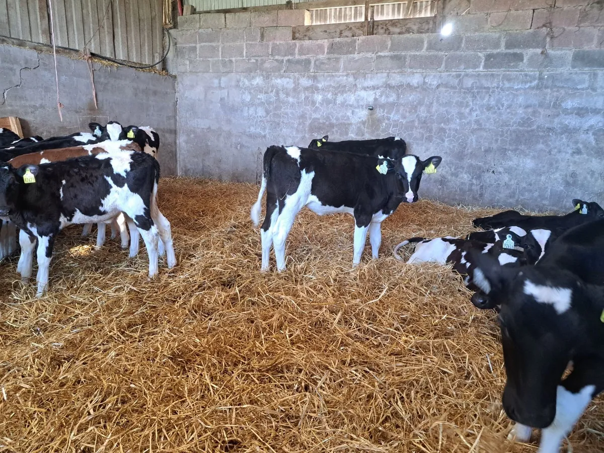 Friesian Calves - Image 4