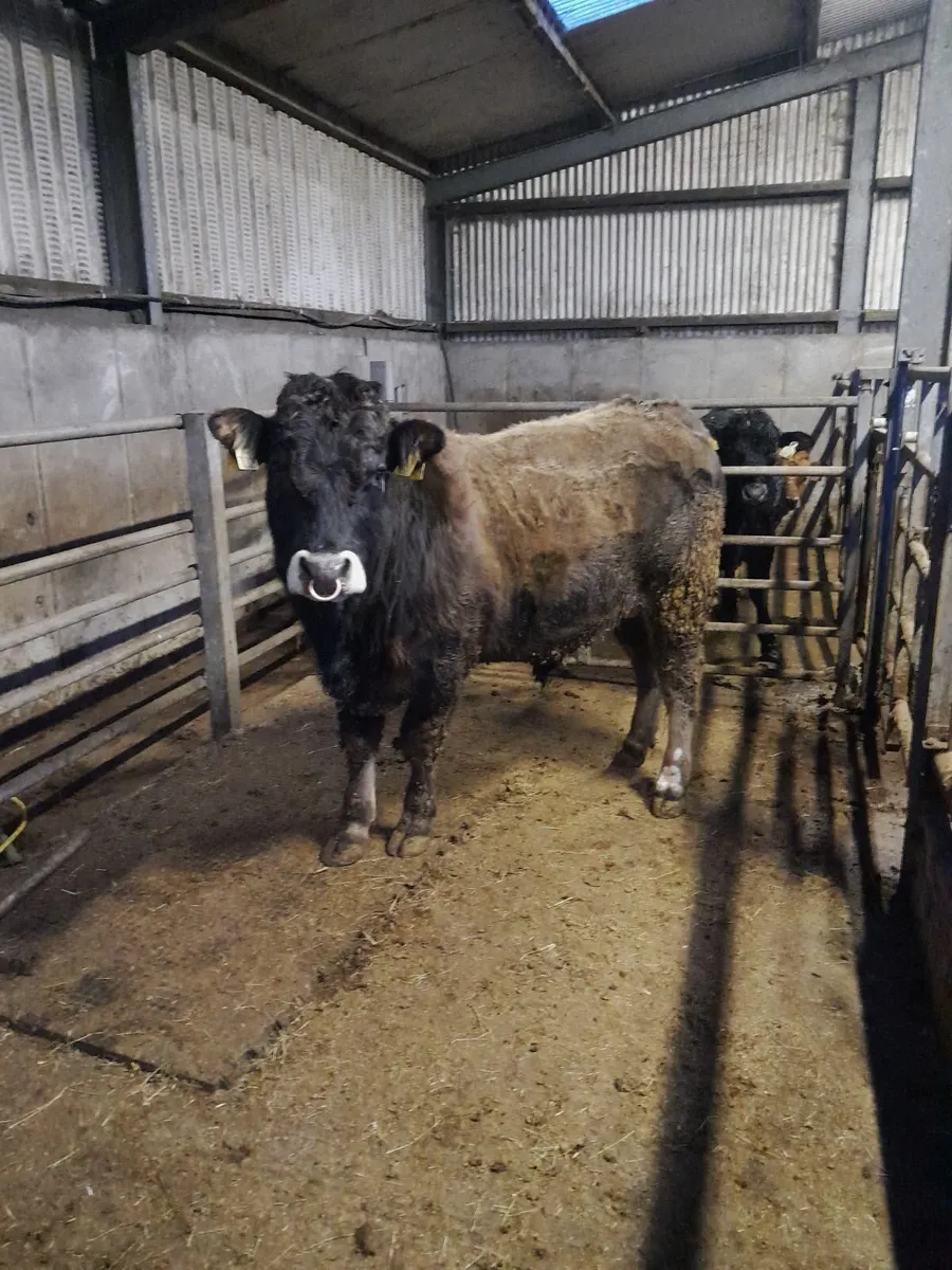 Bull - Image 1