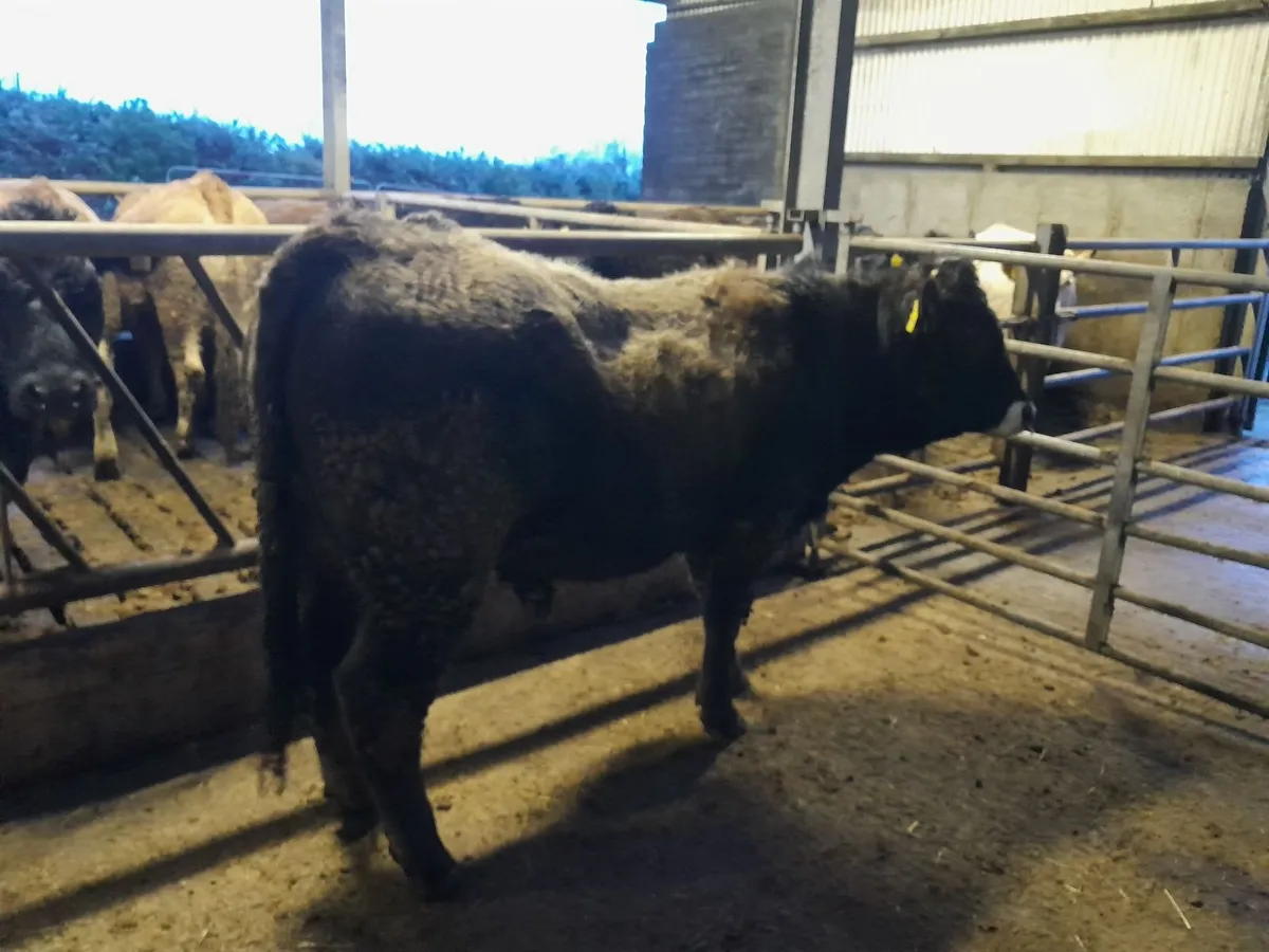 Bull - Image 2