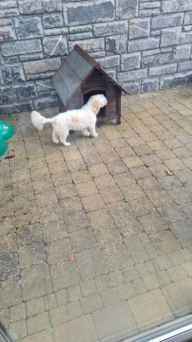 Small Dog's House 🐕 - Image 3