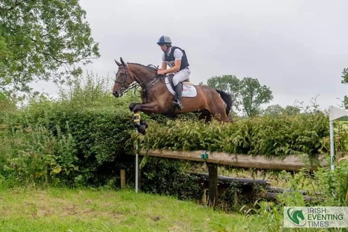 12yo gelding - Image 1