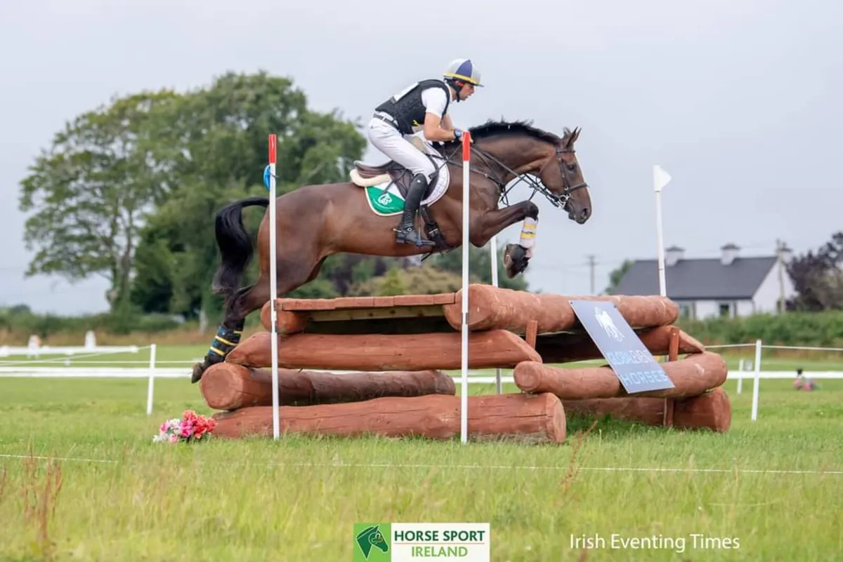 12yo gelding - Image 2