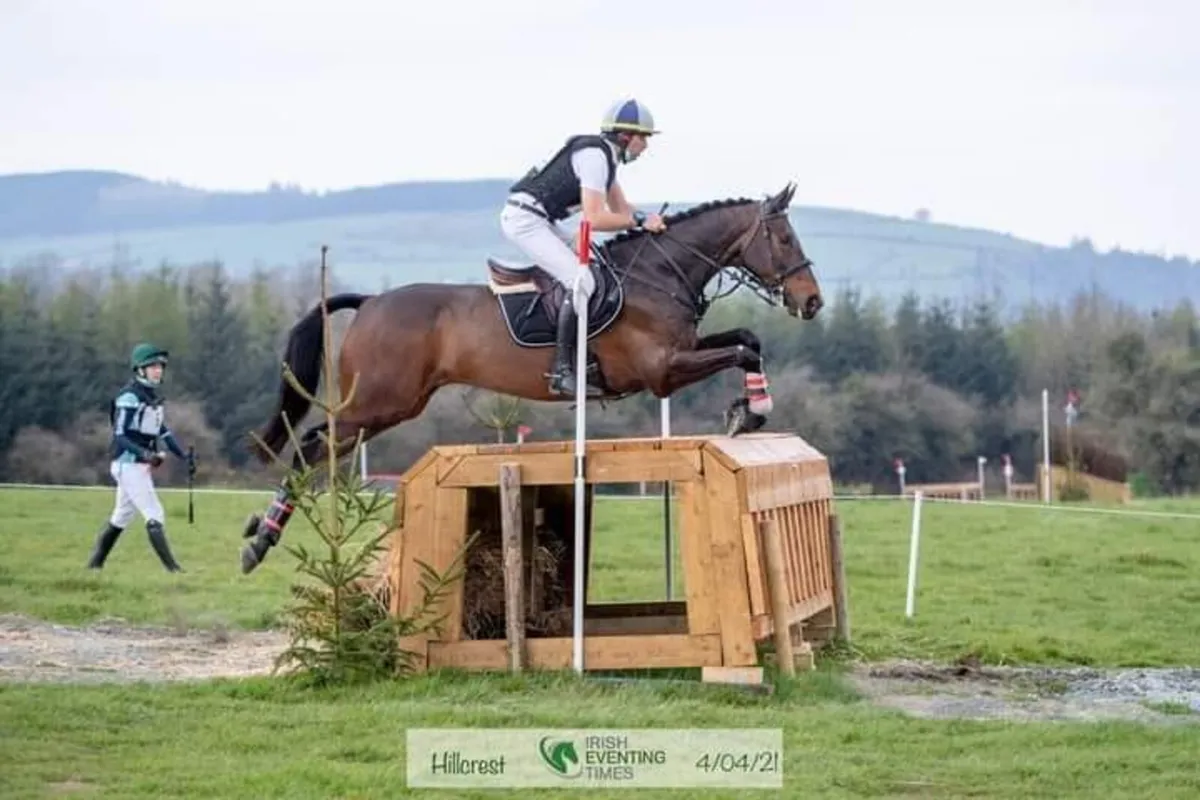 12yo gelding - Image 3