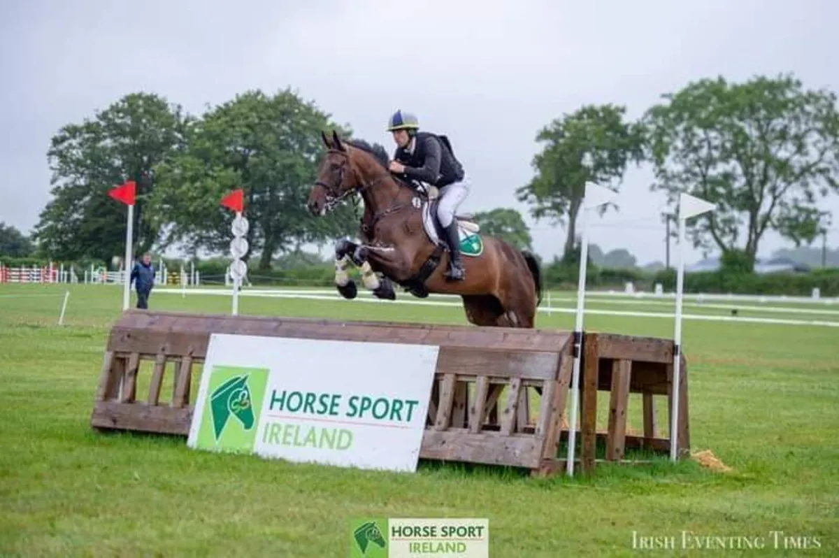 12yo gelding - Image 4