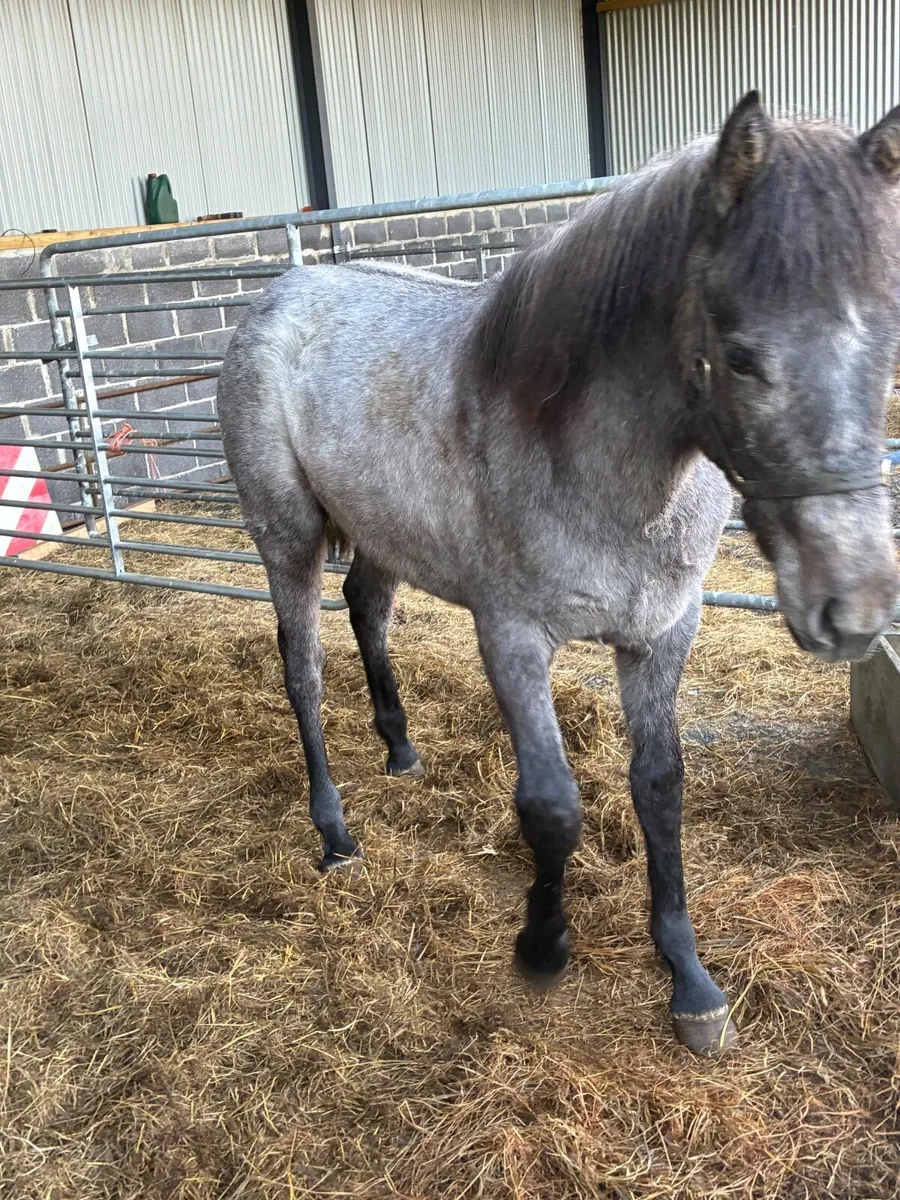 Connemara Foal - Image 4