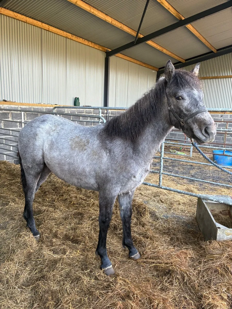 Connemara Foal - Image 1