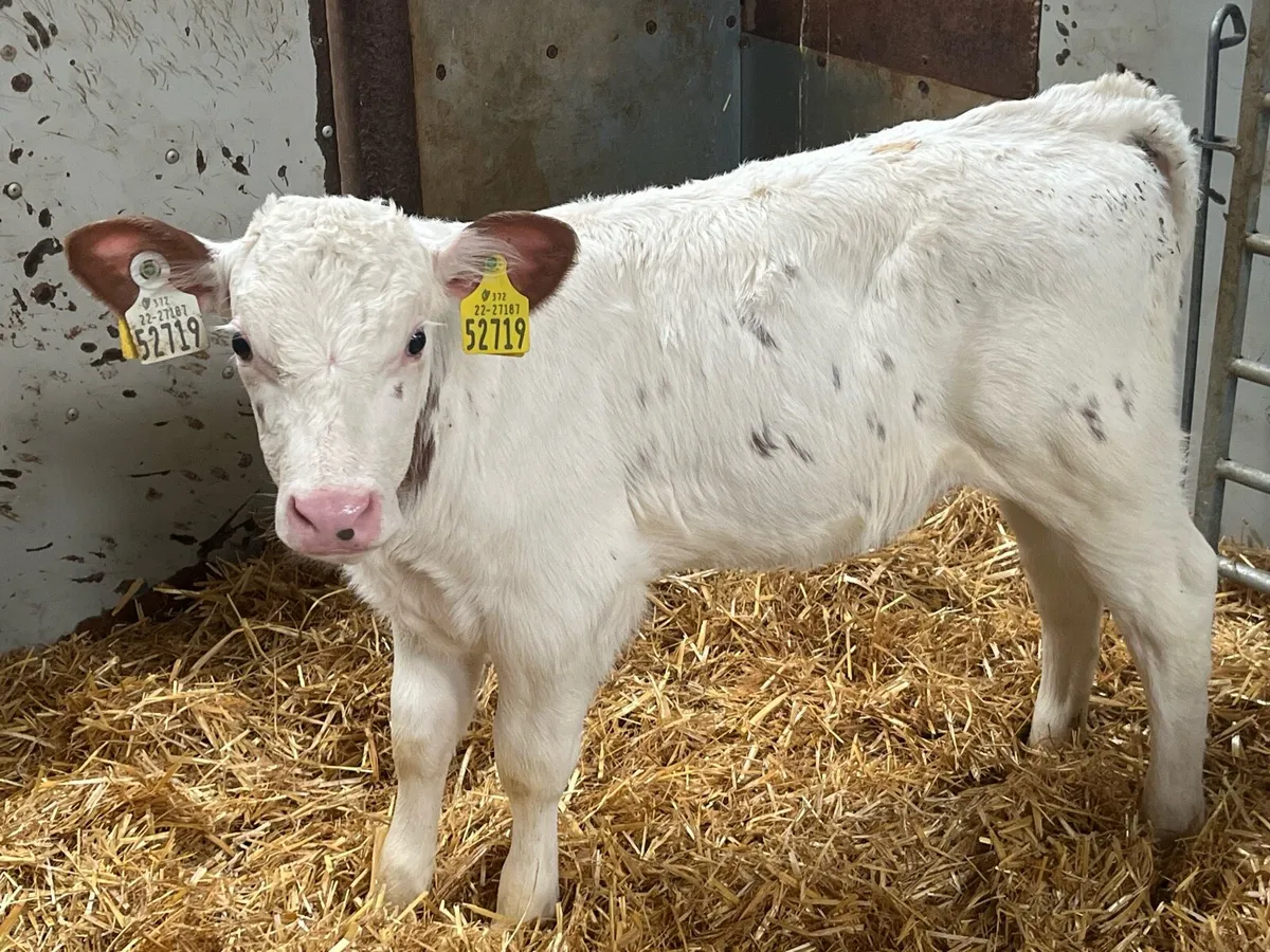 PROPER RED & BLUE HEIFER CALVES - Image 3