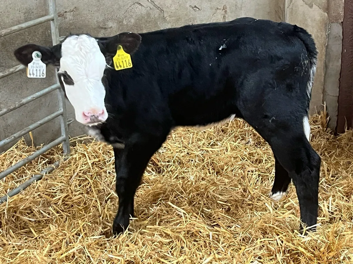PROPER RED & BLUE HEIFER CALVES - Image 4