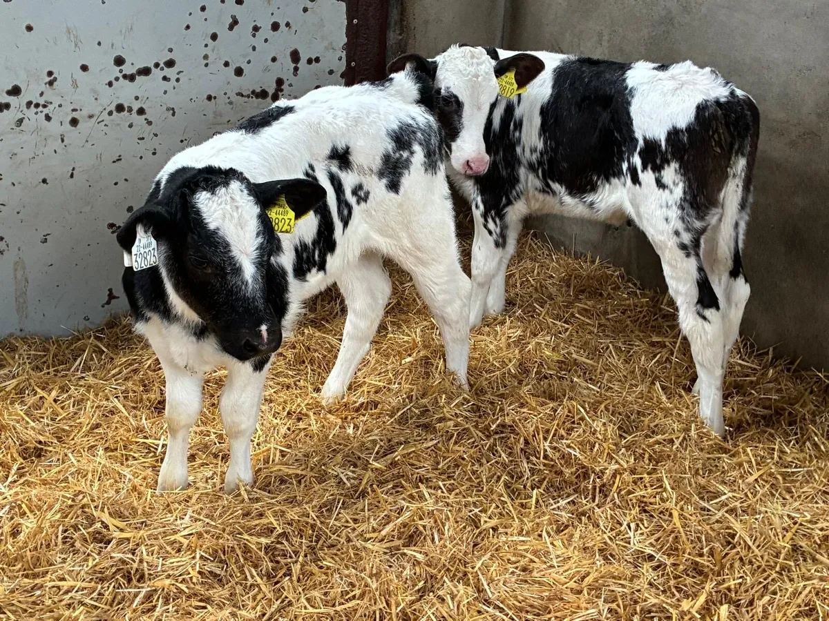 PROPER RED & BLUE HEIFER CALVES - Image 1