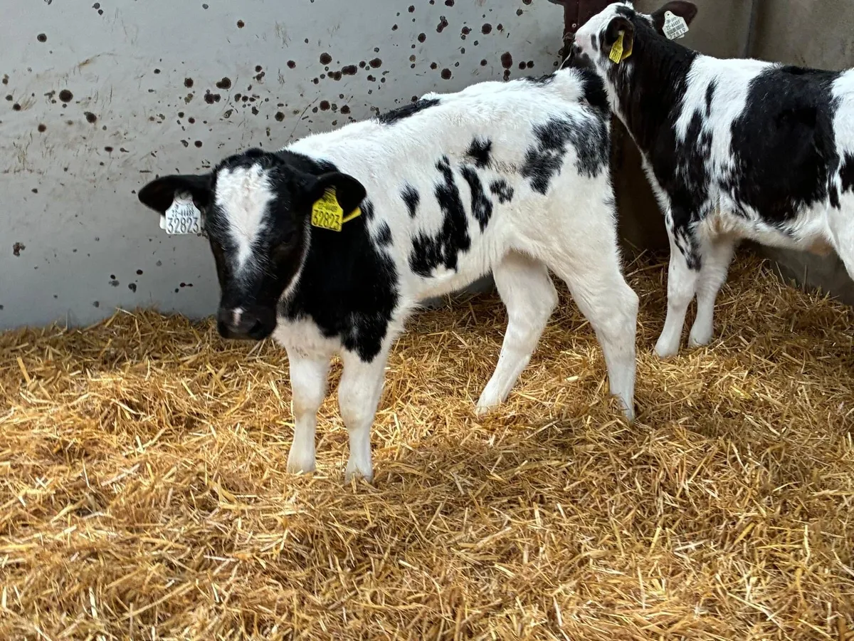 PROPER RED & BLUE HEIFER CALVES - Image 2