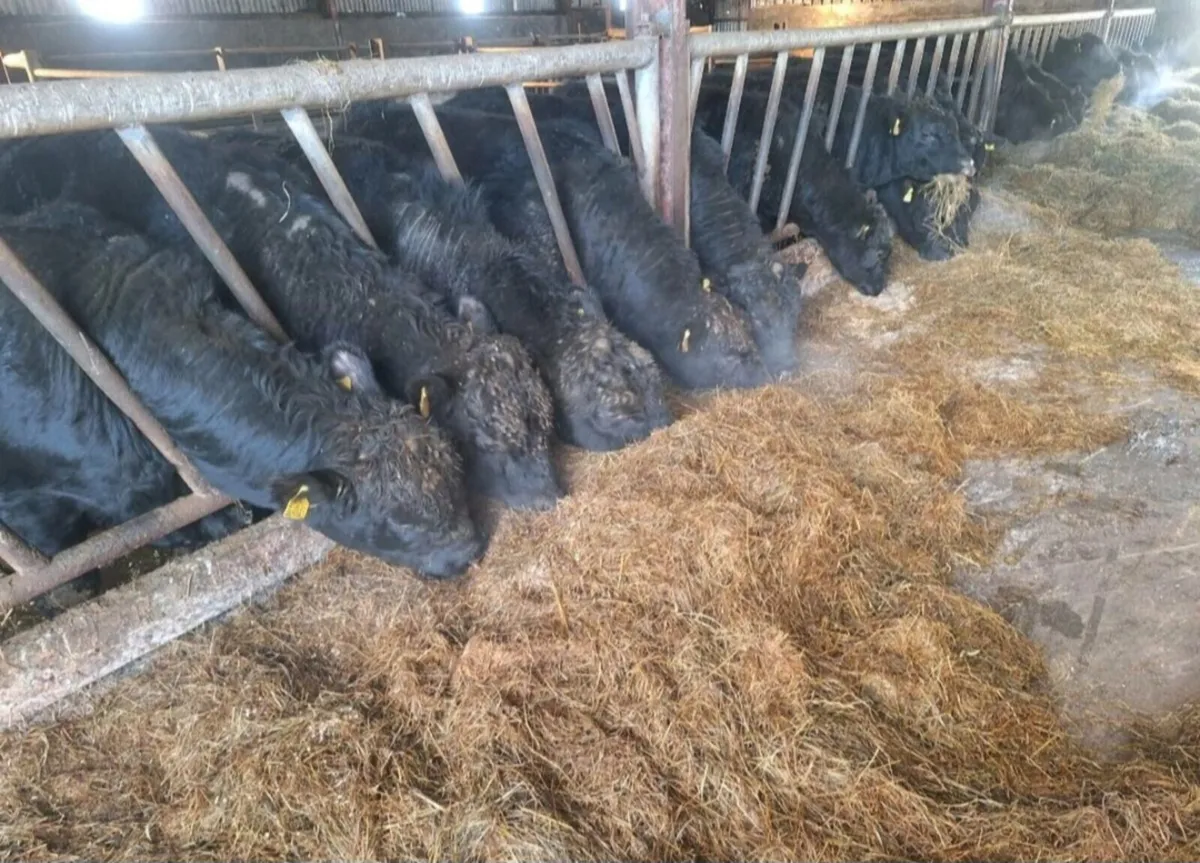 PBR AA Bulls For Sale. - Image 4