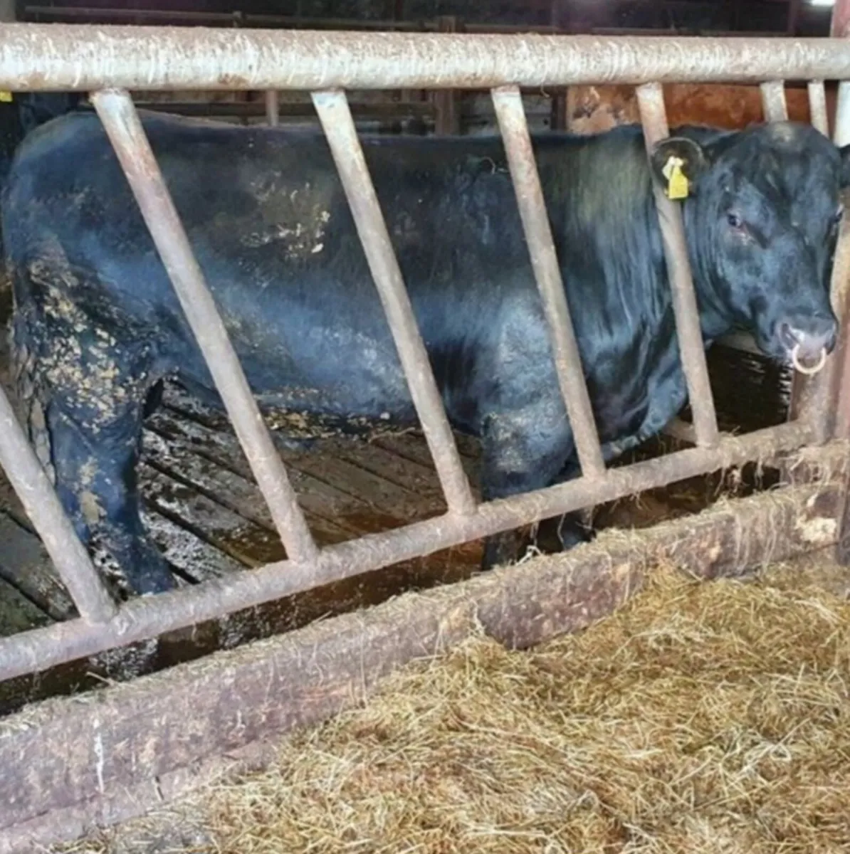 PBR AA Bulls For Sale. - Image 1