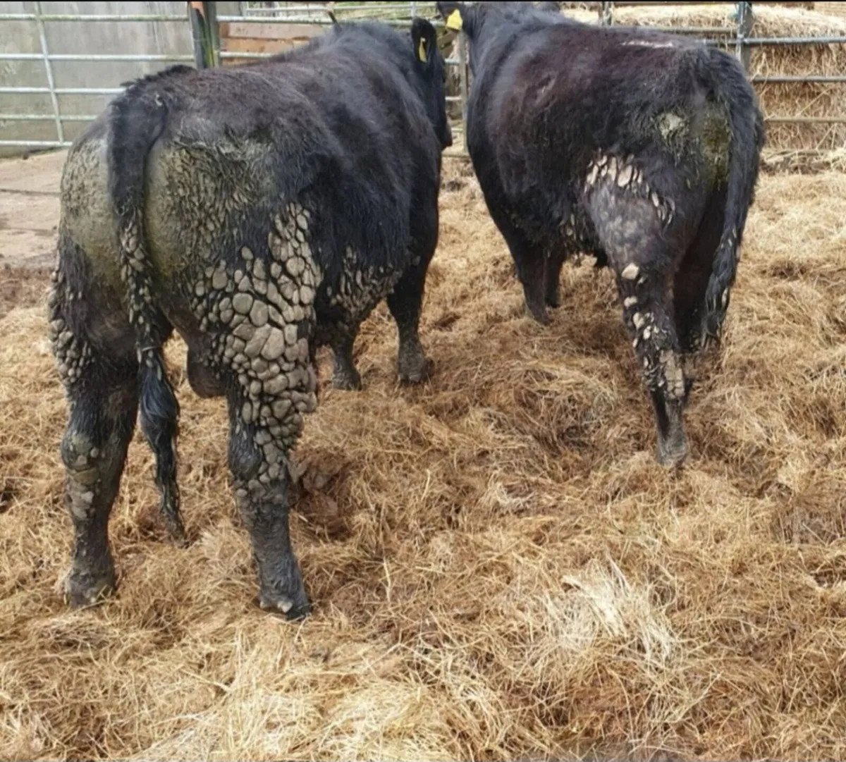 PBR AA Bulls For Sale. - Image 2