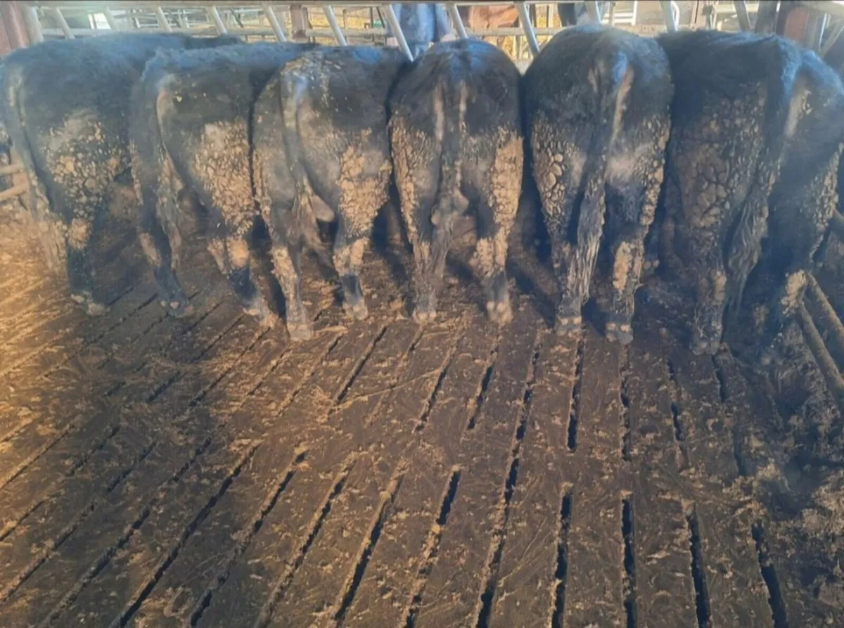 PBR AA Bulls For Sale. - Image 3