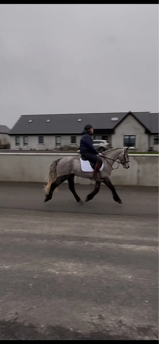 Connemara pony - Image 3
