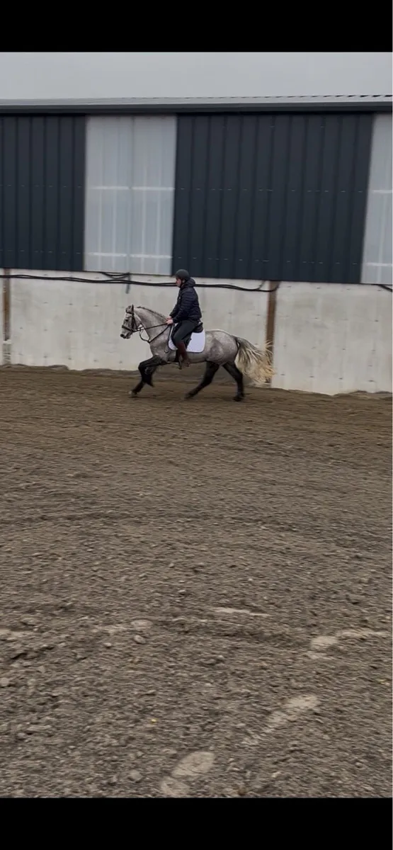 Connemara pony - Image 4