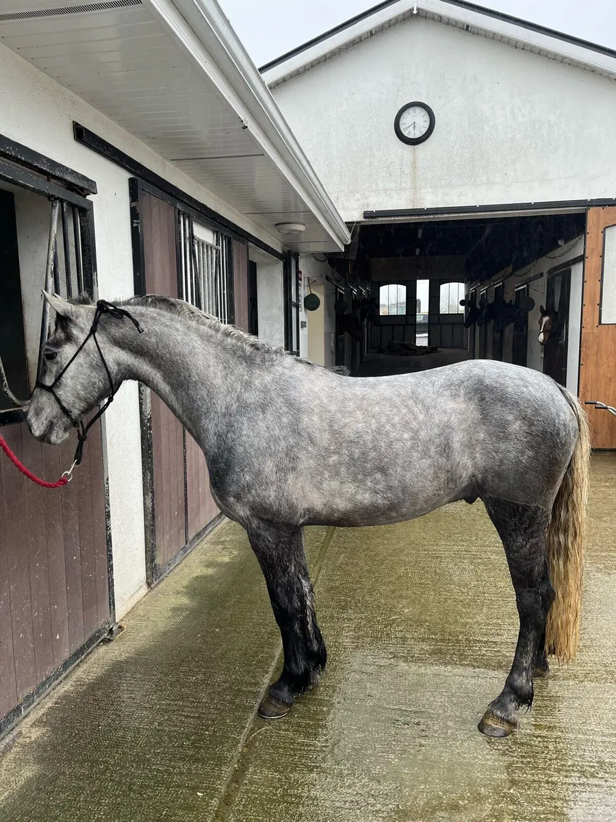 Connemara pony - Image 1