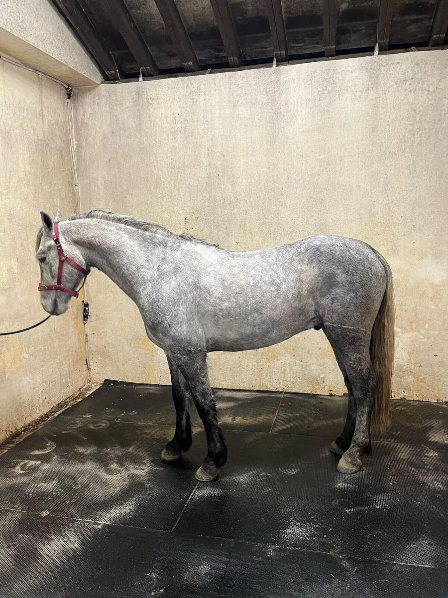 Connemara pony - Image 2