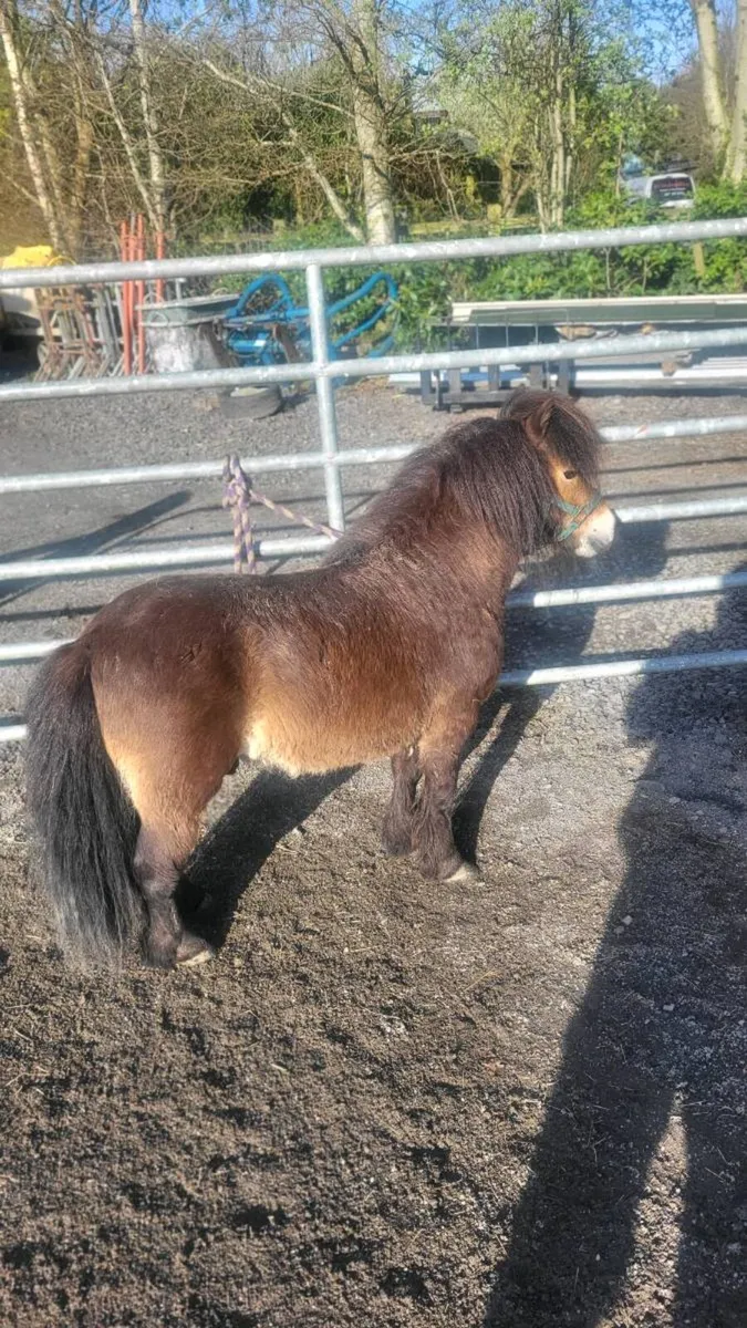 Small pony - Image 1