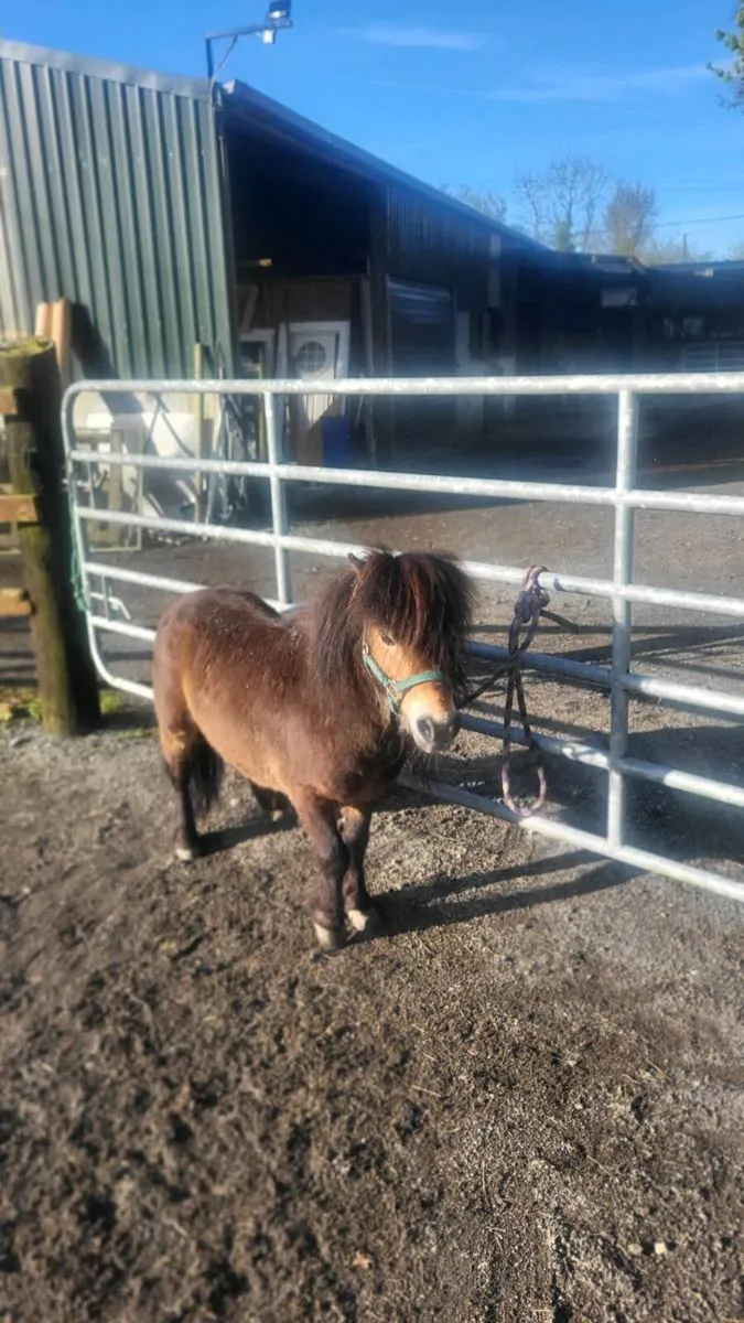 Small pony - Image 2