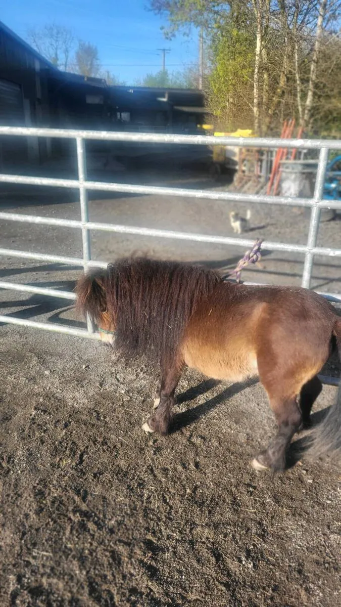 Small pony - Image 3