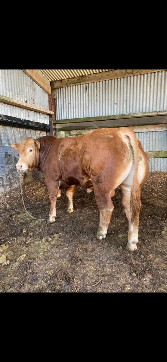 Pedigree Limousin bull for sale easy calving - Image 1