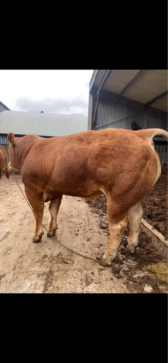 Pedigree Limousin bull for sale easy calving - Image 2