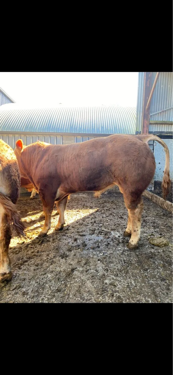 Pedigree Limousin bull for sale easy calving - Image 3