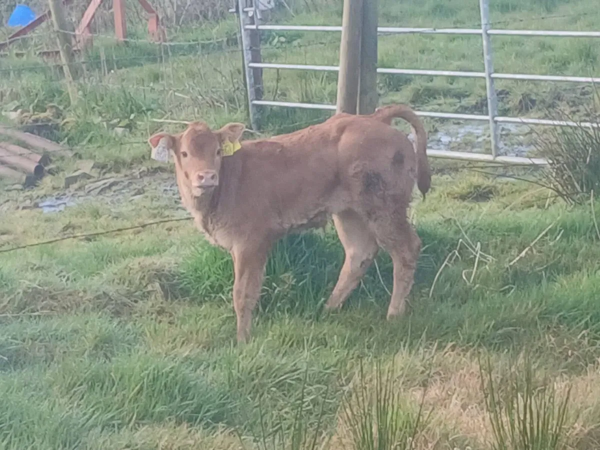 Cow and calf - Image 2