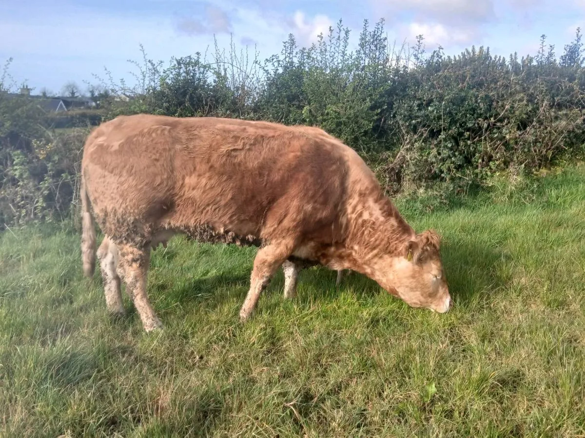 Cow and calf - Image 3