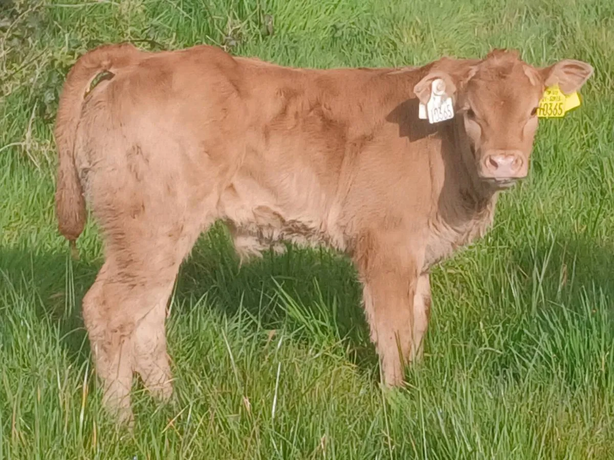 Cow and calf - Image 4