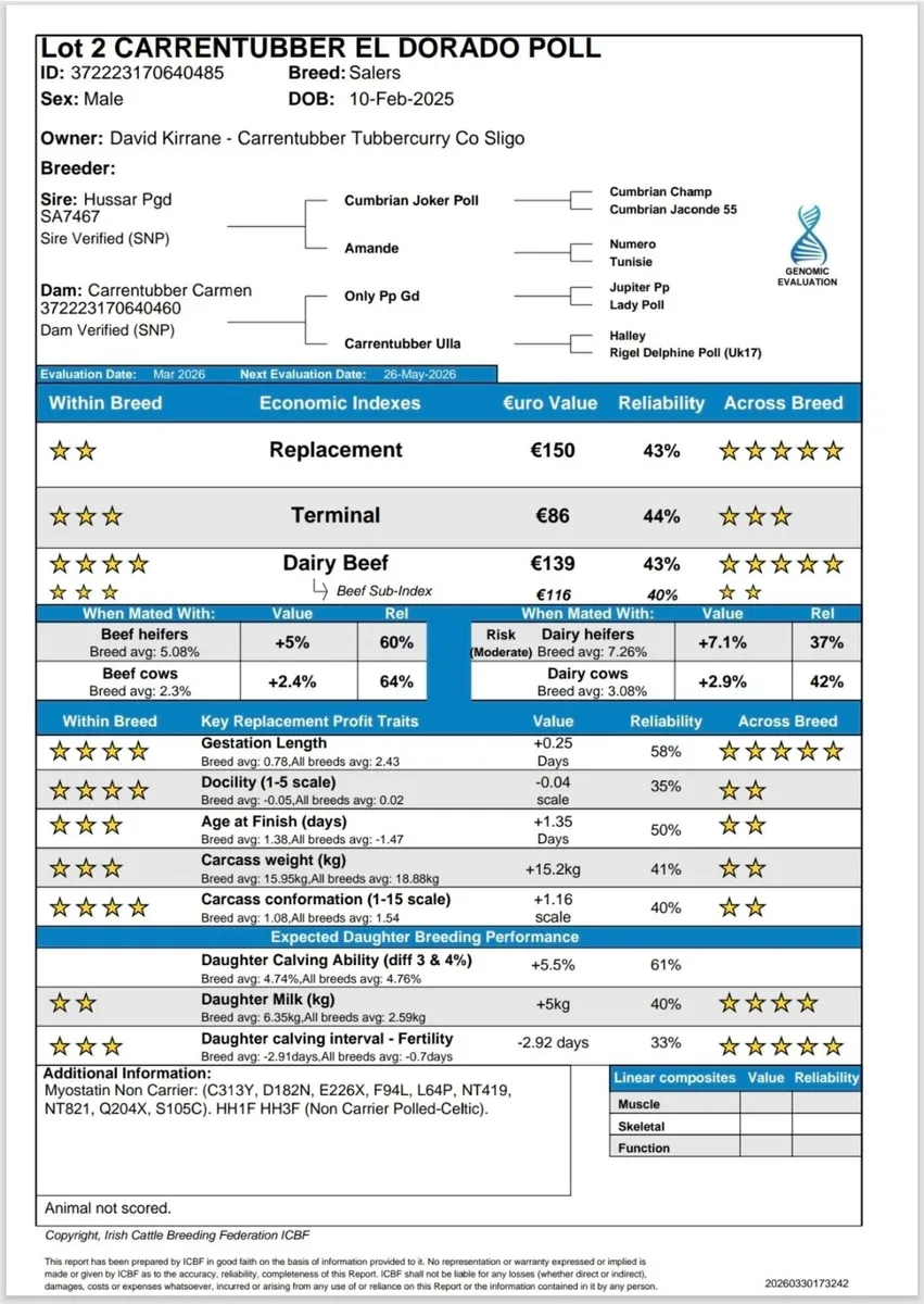 Salers bull - Image 2