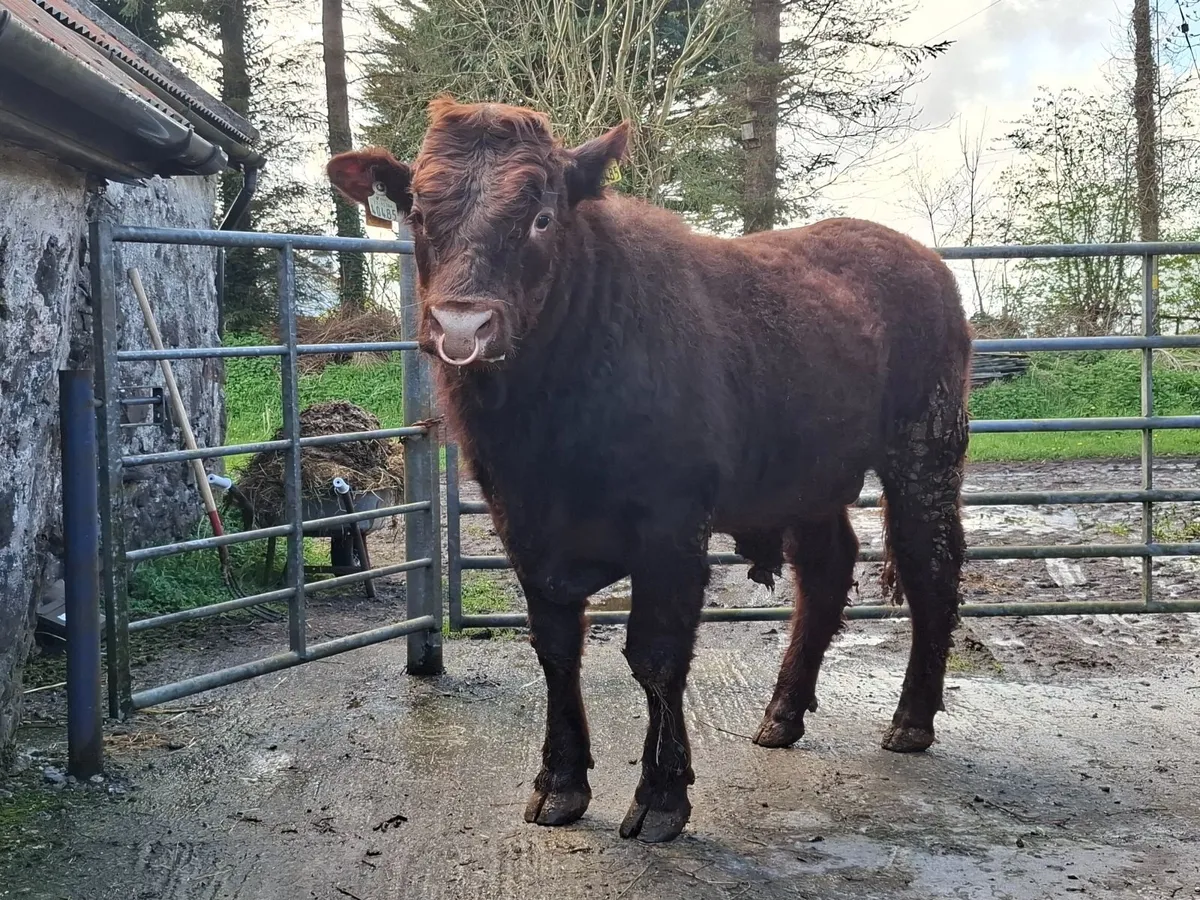 Salers bull - Image 1