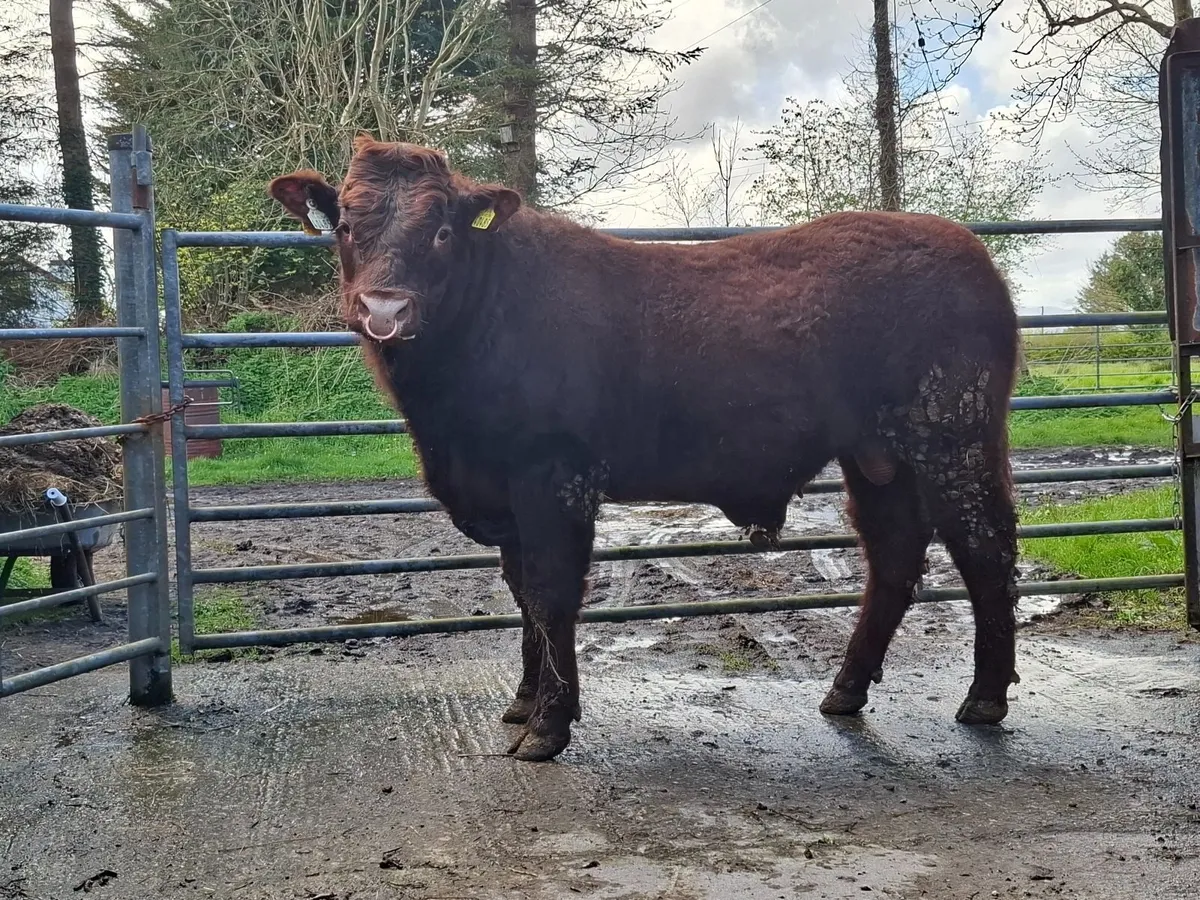 Salers bull - Image 3